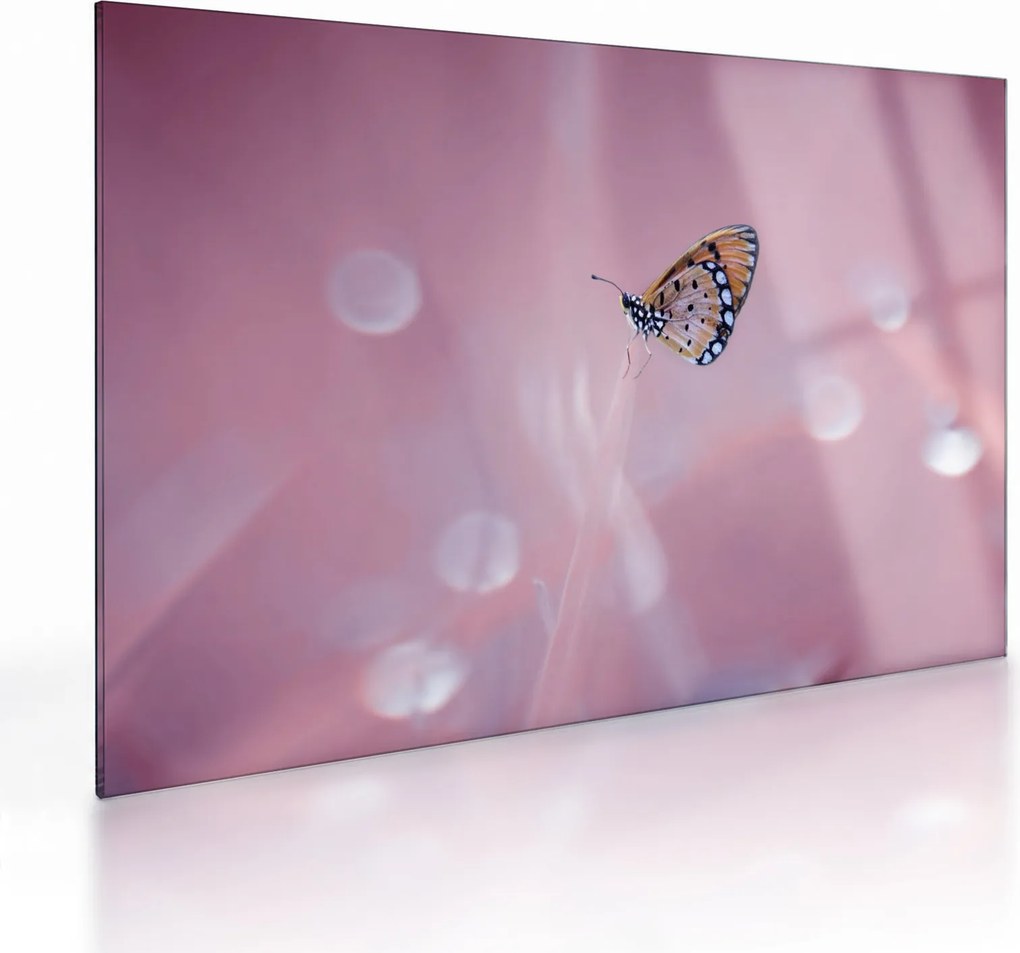Obraz na szkle - Motyl (70x50 cm)