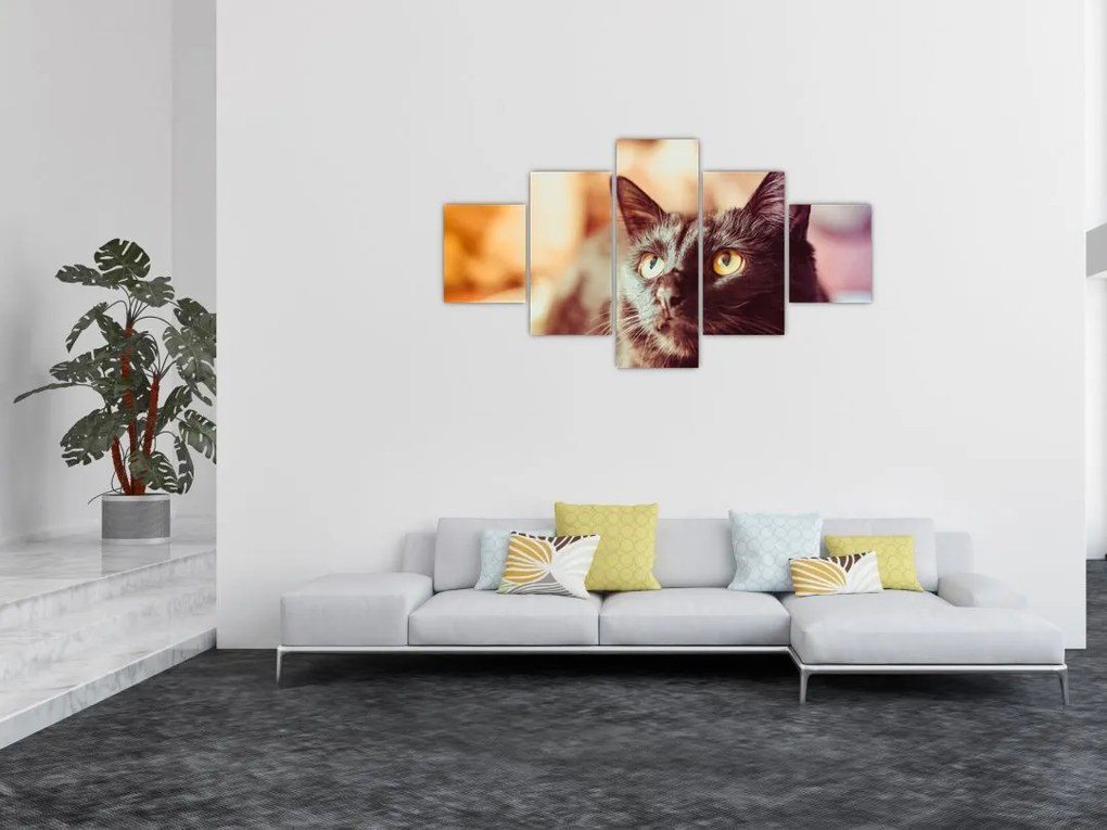 Obraz czarnego kota (125x70 cm)