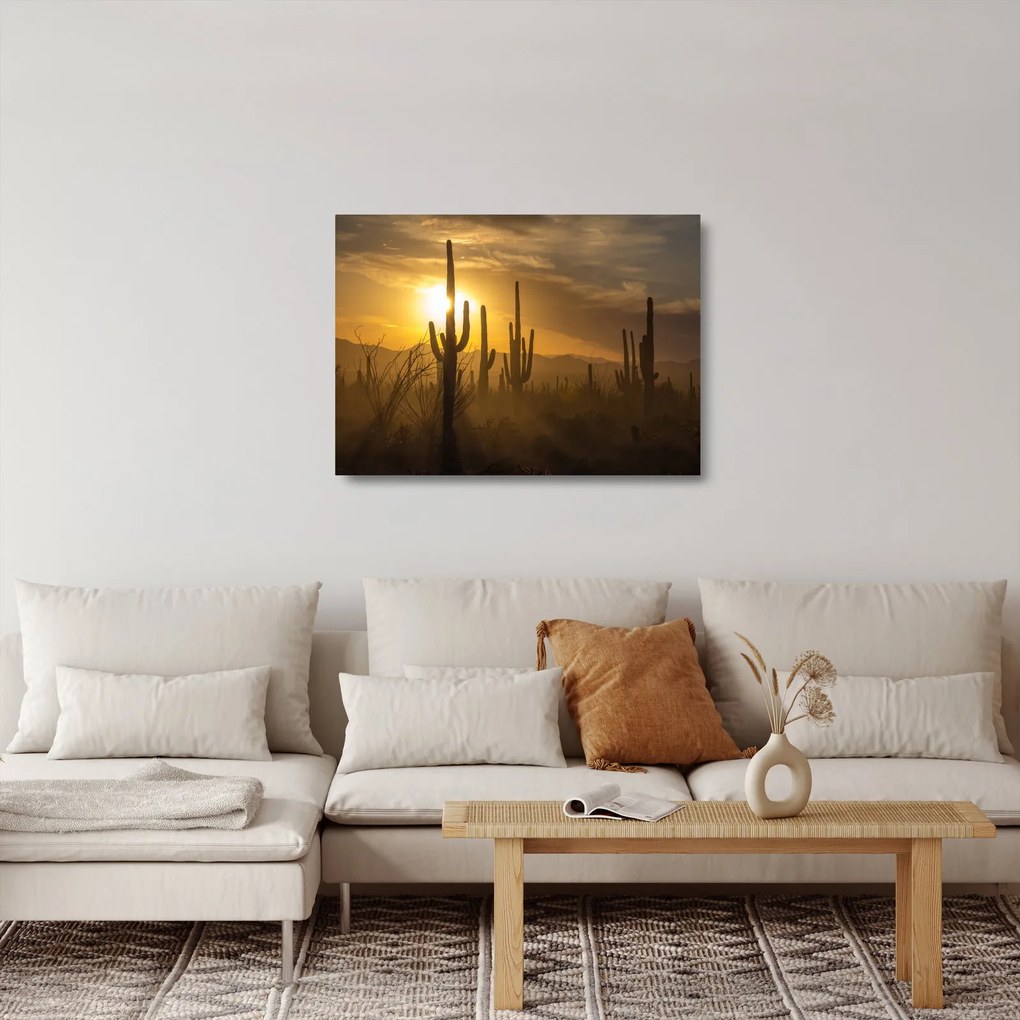 Obraz na szkle - Kaktusy Saguaro (70x50 cm)
