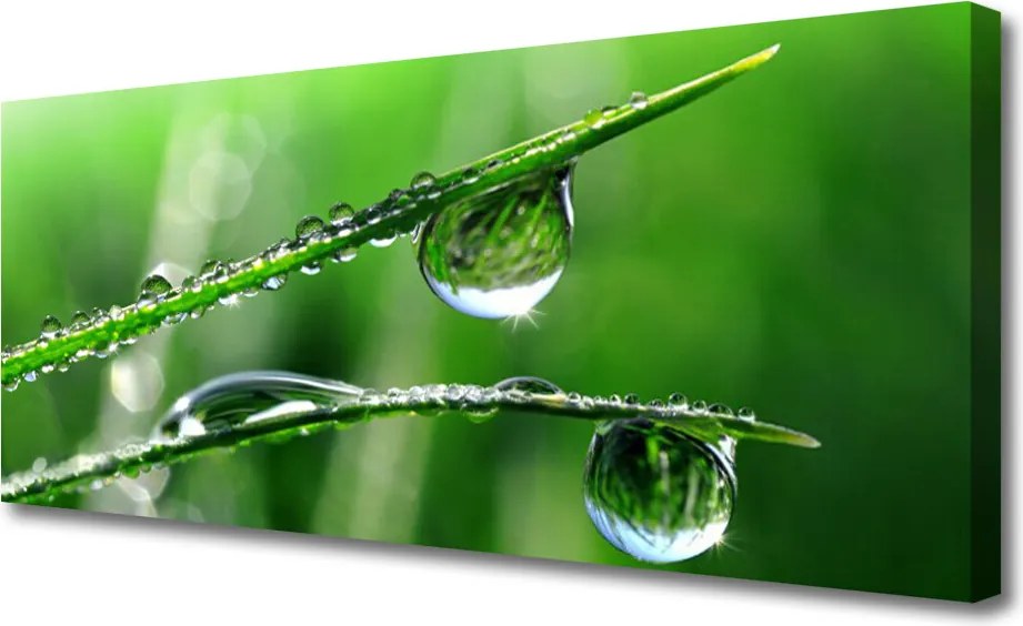 Zdjęcie na płótnie Świeżość Porannej Trawy