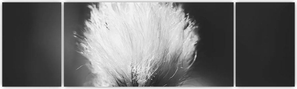 Obraz - Czarno-biała trawa bawełniana (170x50 cm)