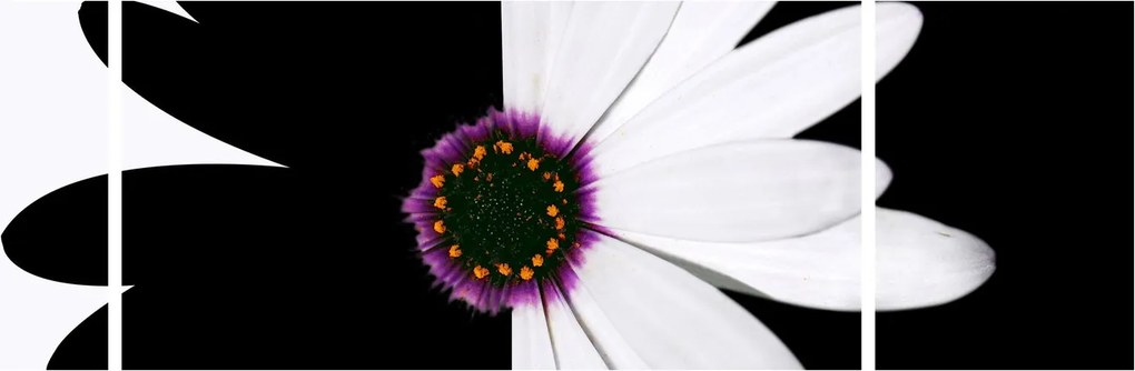 Obraz czarno - białego kwiatu (170x50 cm)