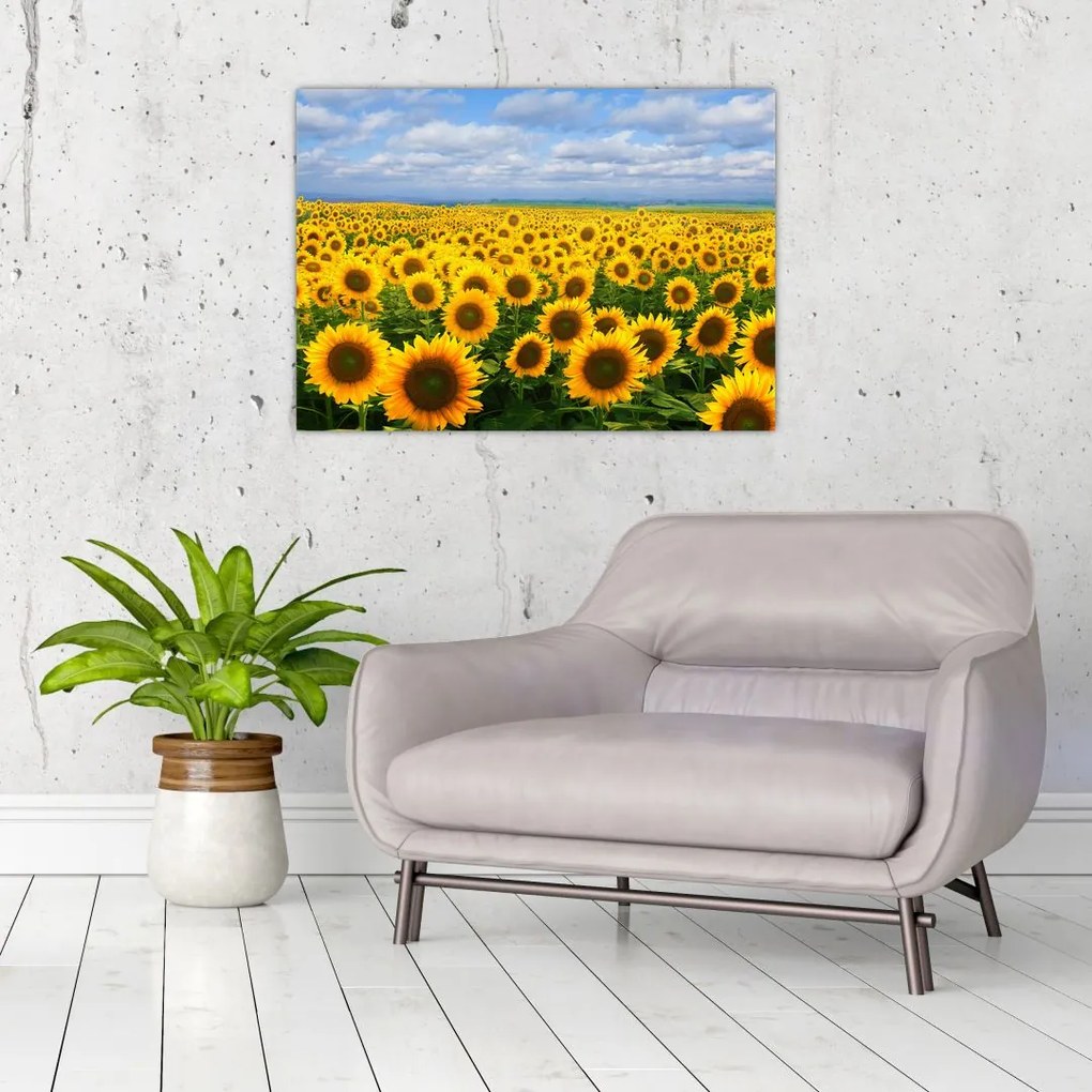 Obraz na szkle - pole słoneczników (70x50 cm)