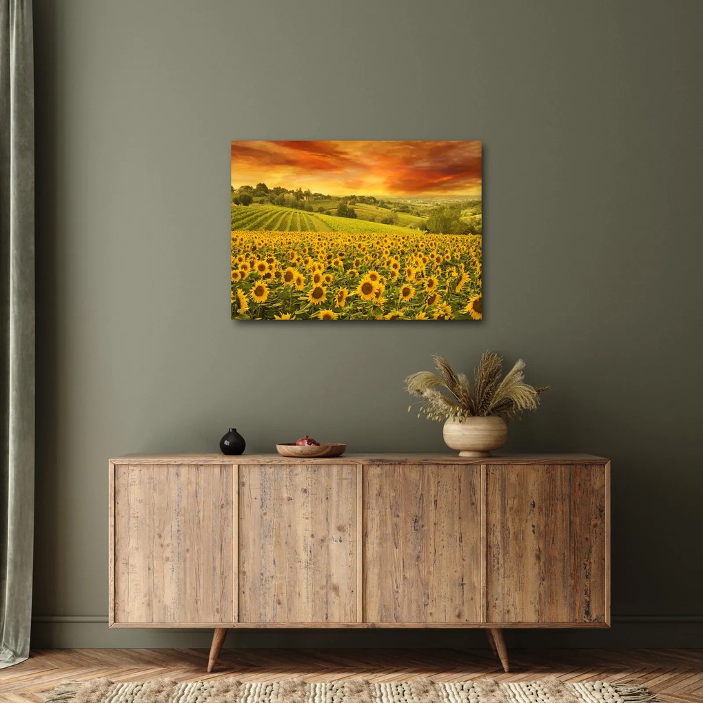 Obraz - Pole słoneczników (70x50 cm)