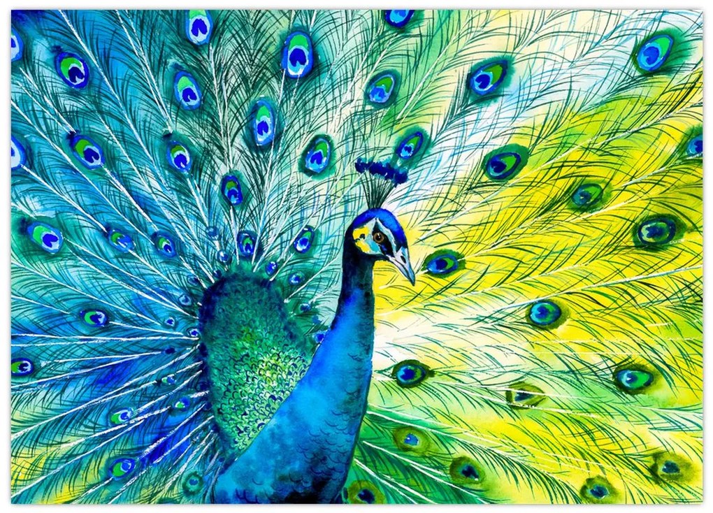 Obraz pawia (70x50 cm)
