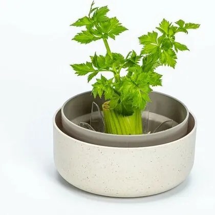Plastia Regrow, kość słonio wa
