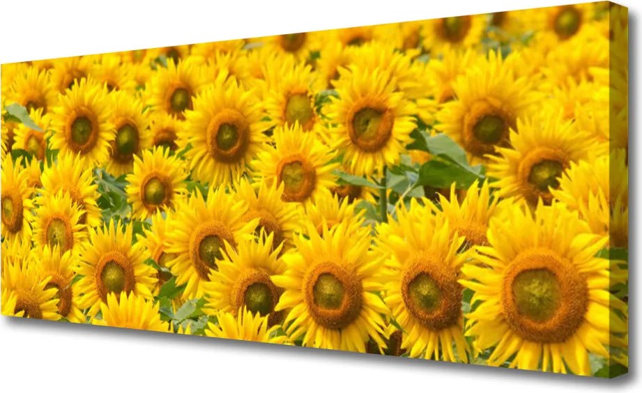 Zdjęcie na płótnie Słonecznik w Pełnym Słońcu