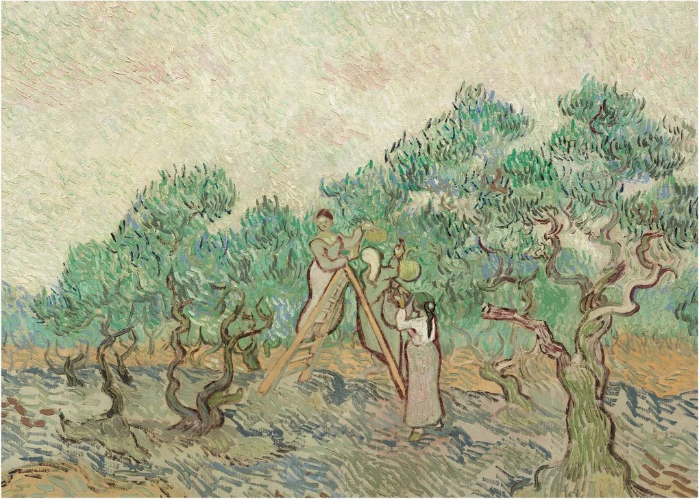 Obraz - Vincent van Gogh, The Olive Orchard, reprodukcje (70x50 cm)