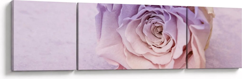 Obraz szczegółu kwiatu róży (170x50 cm)