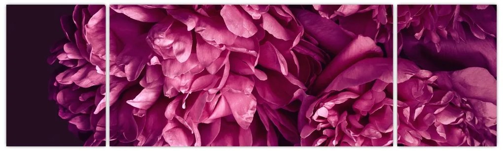 Obraz - Kwiaty piwonii (170x50 cm)