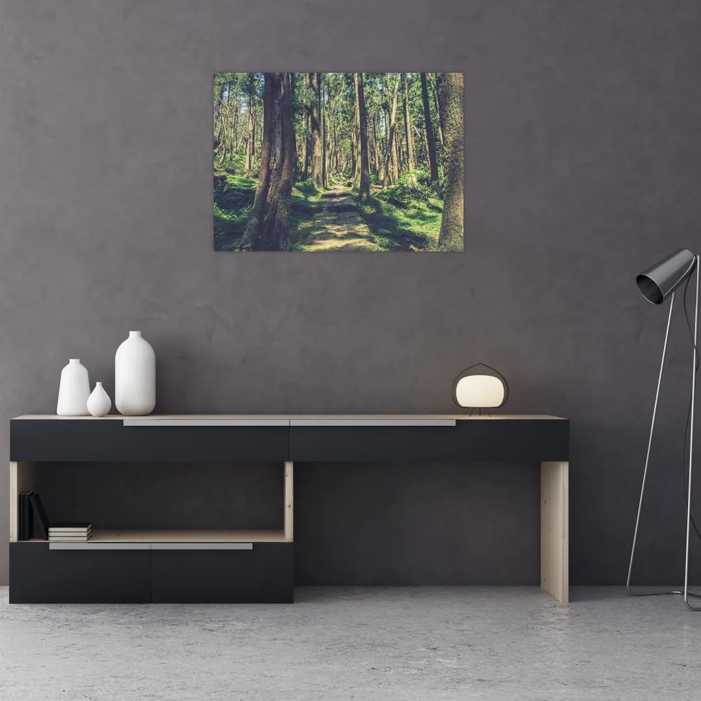 Obraz ścieżki pomiędzy drzewami (70x50 cm)