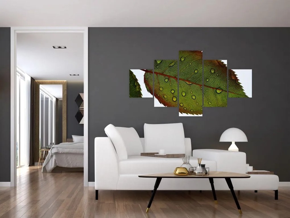 Obraz - Liść róży (125x70 cm)