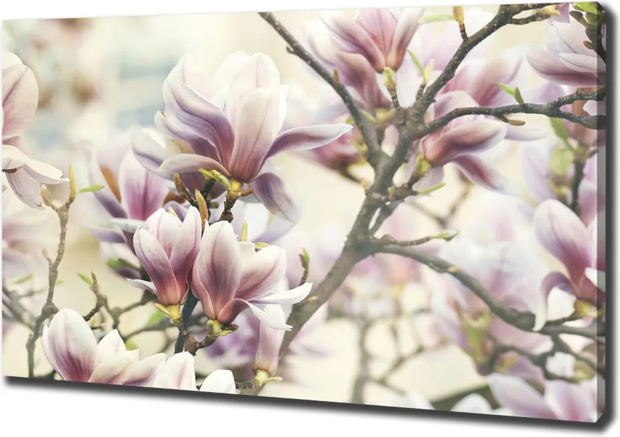 Foto obraz canvas Magnolia