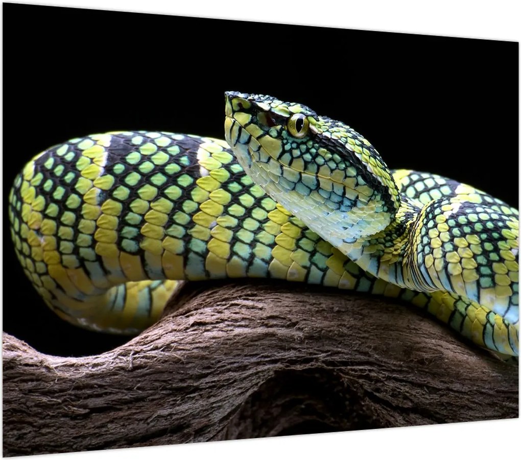 Obraz - Grzechotnik Waglera (70x50 cm)