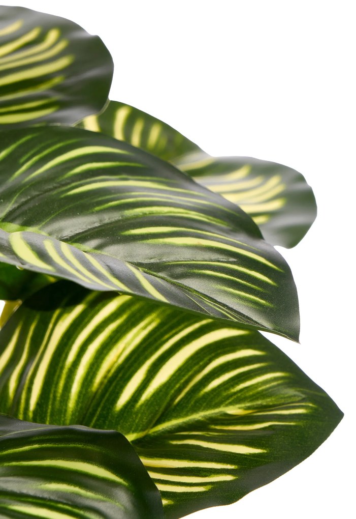 Sztuczna roślina CALATHEA ORBIOFIOLIA, 37 cm