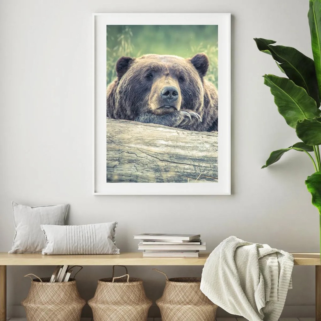 Plakat - Odpoczywający niedźwiedź (A4)