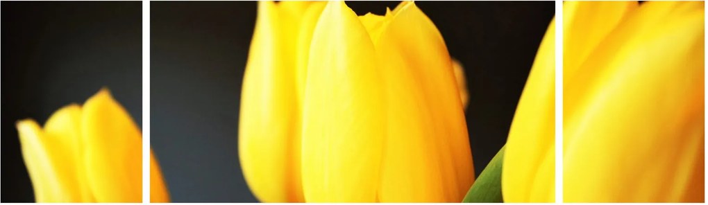Obraz tulipanów (170x50 cm)