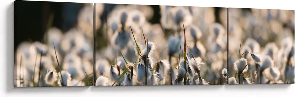 Obraz - Biała wełnianka (170x50 cm)