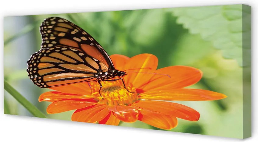 Obraz drukowany na płótnie Kwiat i Kolorowy Motyl
