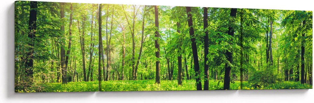 Obraz - Wiosenny las liściasty (170x50 cm)