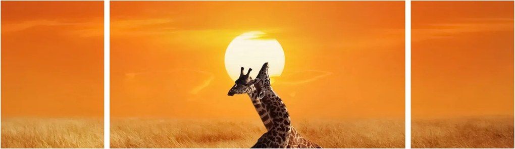 Obraz - Żyrafy w Parku Narodowym Serengeti (170x50 cm)