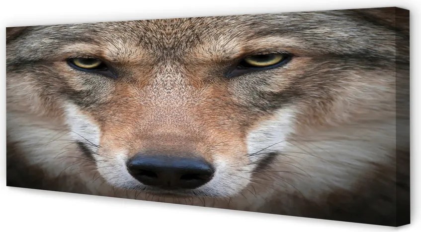 Obraz na płótnie Oczy Wilka w Zbliżeniu