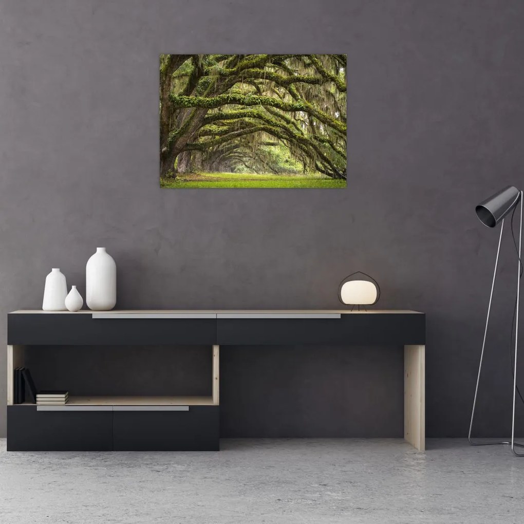 Obraz na szkle - Oaks Avenue, Charleston, Karolina Południowa, USA (70x50 cm)