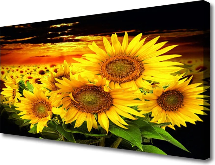 Zdjęcie na płótnie Radosny Słonecznik w Pełni
