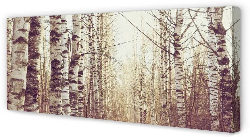 Obraz drukowany na płótnie Drzewa