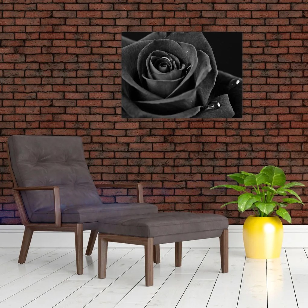 Obraz - Czerwona róża (70x50 cm)