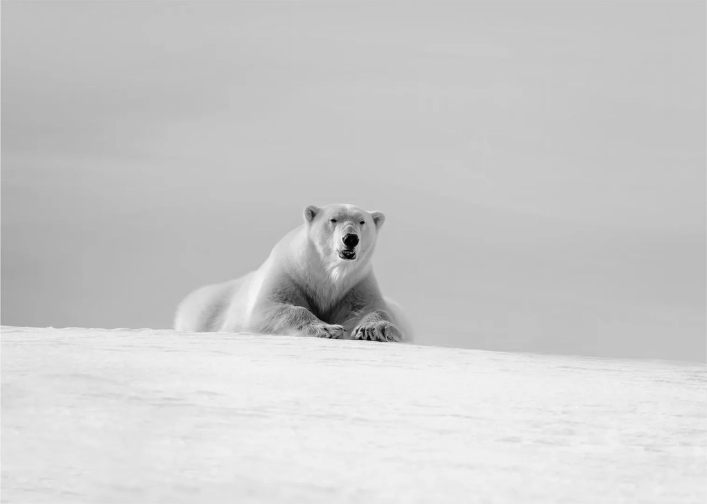 Obraz na szkle - Niedźwiedź polarny (70x50 cm)