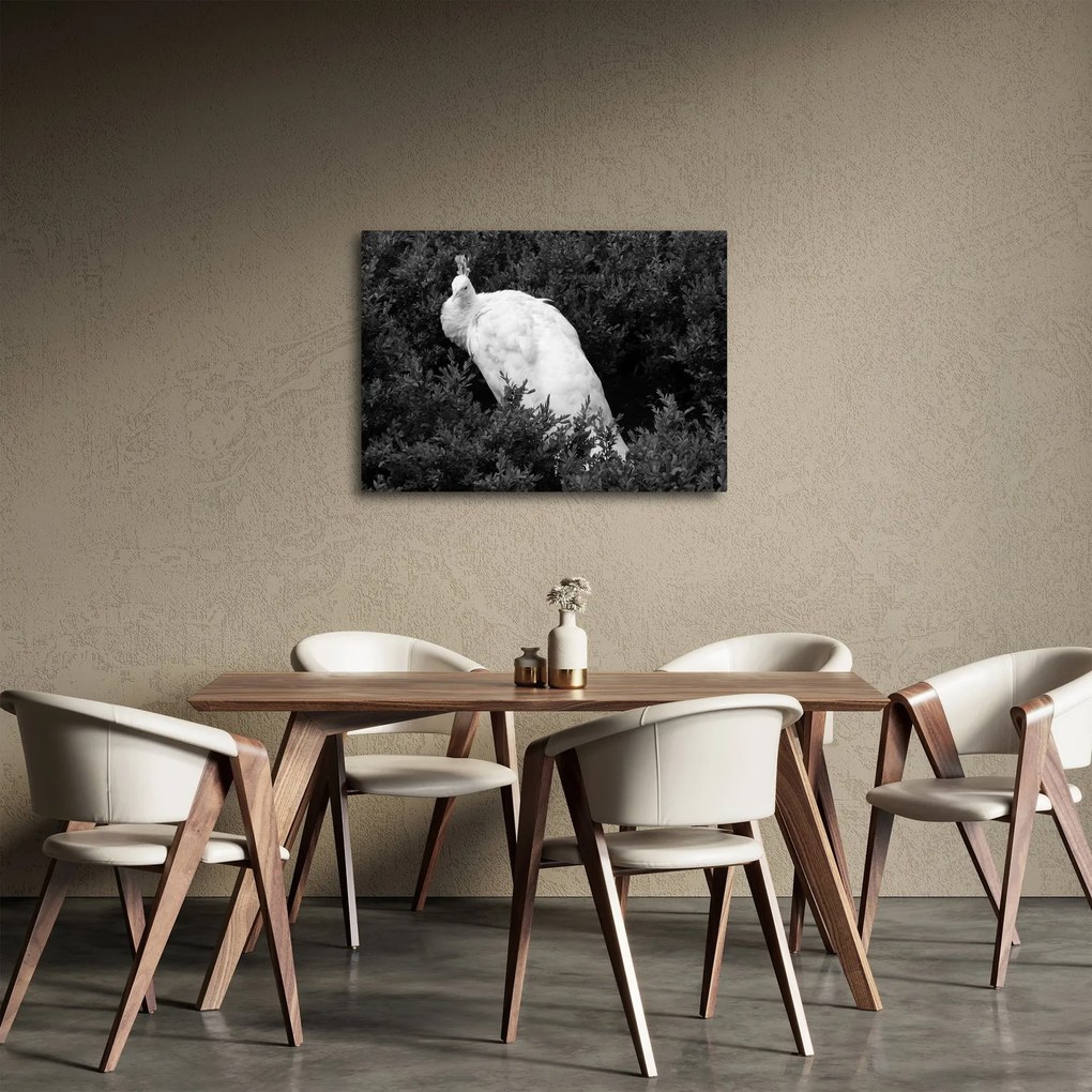 Obraz - Paw, czarno - biały (70x50 cm)