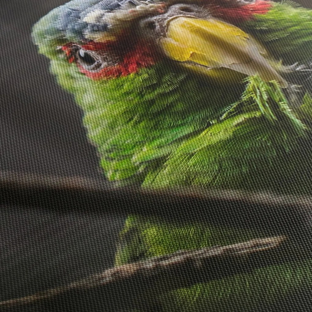 Obraz papugi (170x50 cm)