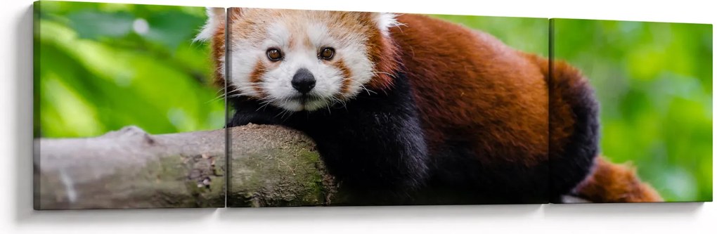 Obraz pandy czerwonej (170x50 cm)