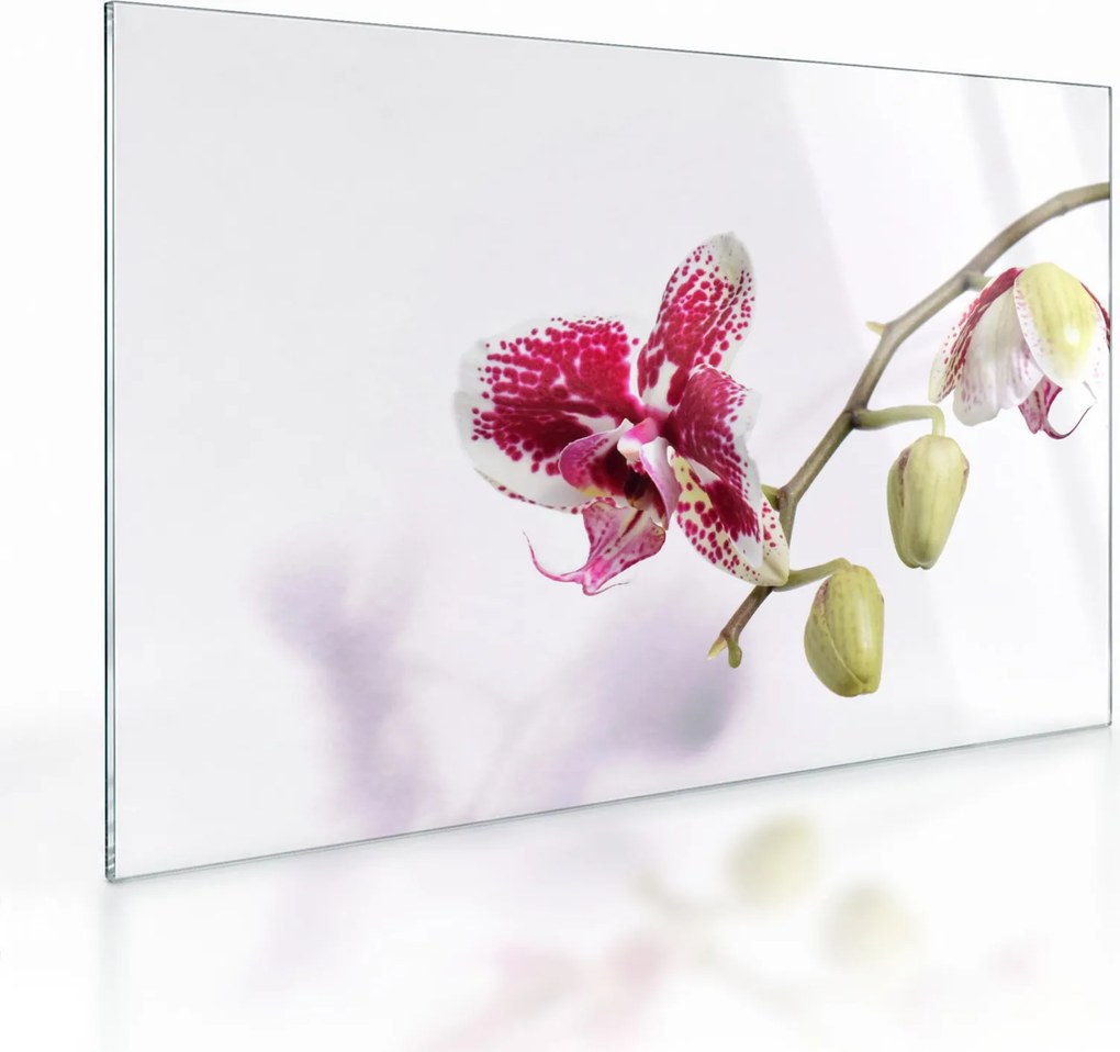 Obraz na szkle kwiatu orchidei (70x50 cm)