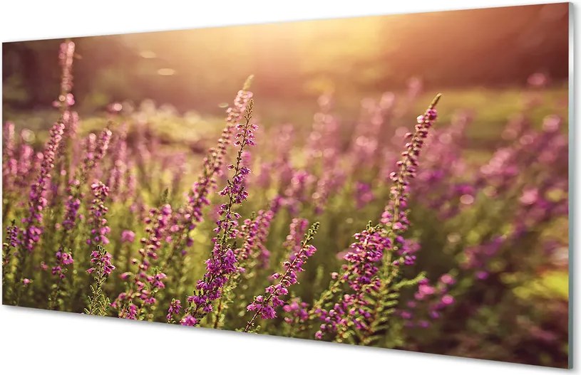Szkło do Kuchni na Ścianę Rozległe Pole Wrzosów