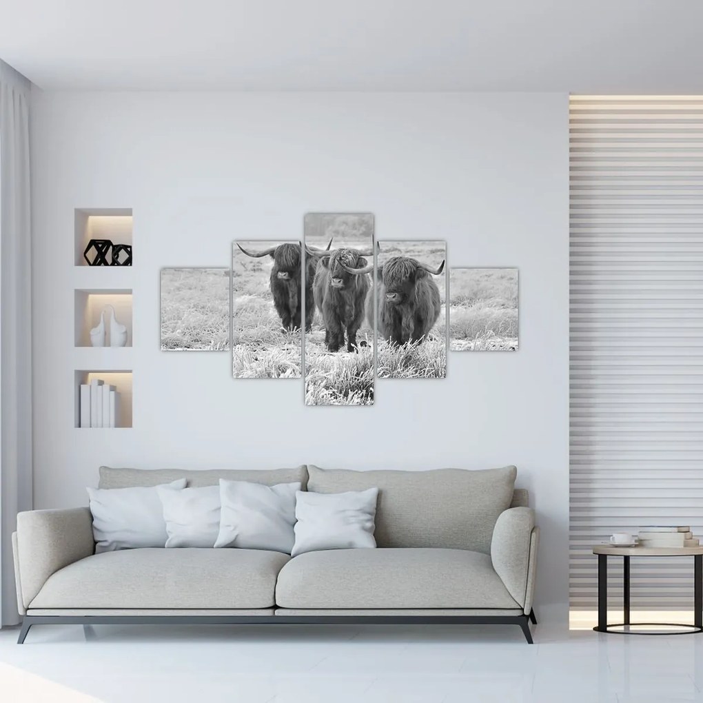 Obraz - Szkockie krowy, czarno - biały (125x70 cm)