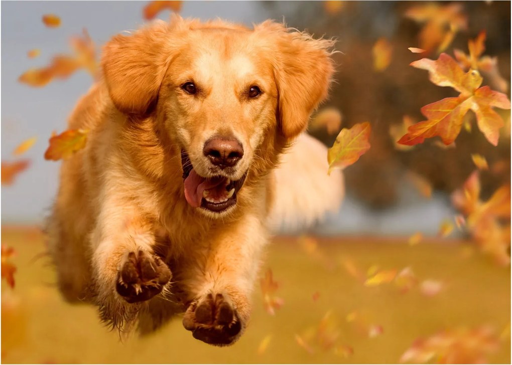 Obraz - Golden Retriever (70x50 cm)