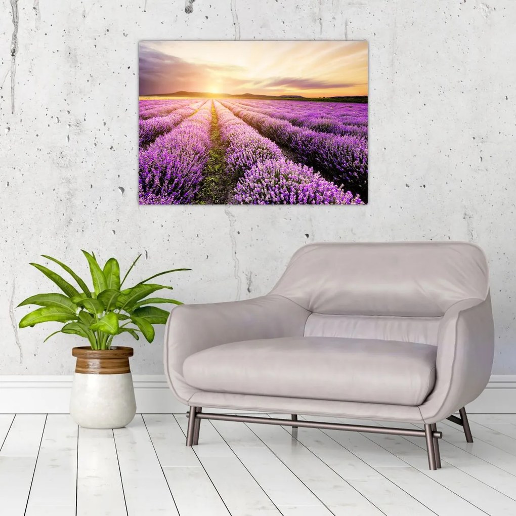 Obraz - Wschód słońca na polu lawendy (70x50 cm)