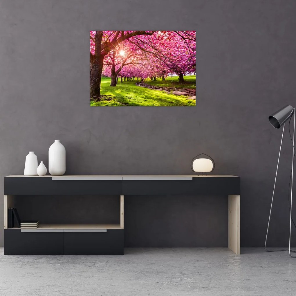 Obraz kwitnących czereśni, Hurd Park, Dover, New Jersey (70x50 cm)
