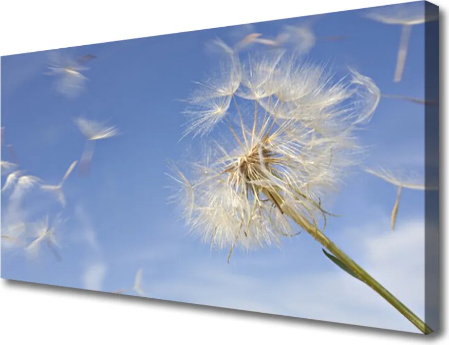 Obraz na płótnie Puszysty Dmuchawiec