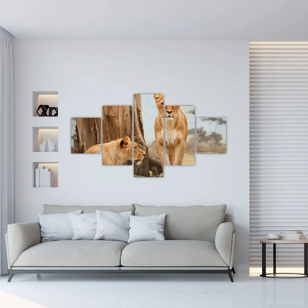 Obraz - dwie lwice (125x70 cm)