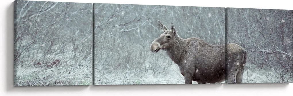 Obraz - Łoś w śnieżnym lesie (170x50 cm)