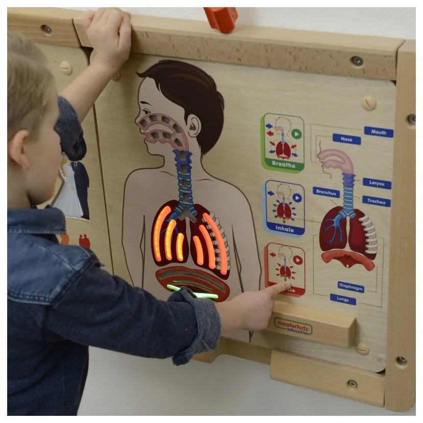 Masterkidz tablica edukacyjna układ oddechowy montessori