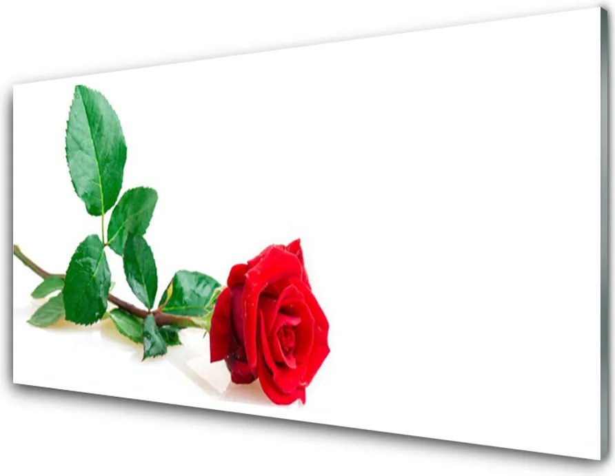 Panel Szklany Aksamitna Róża Ogrodowa