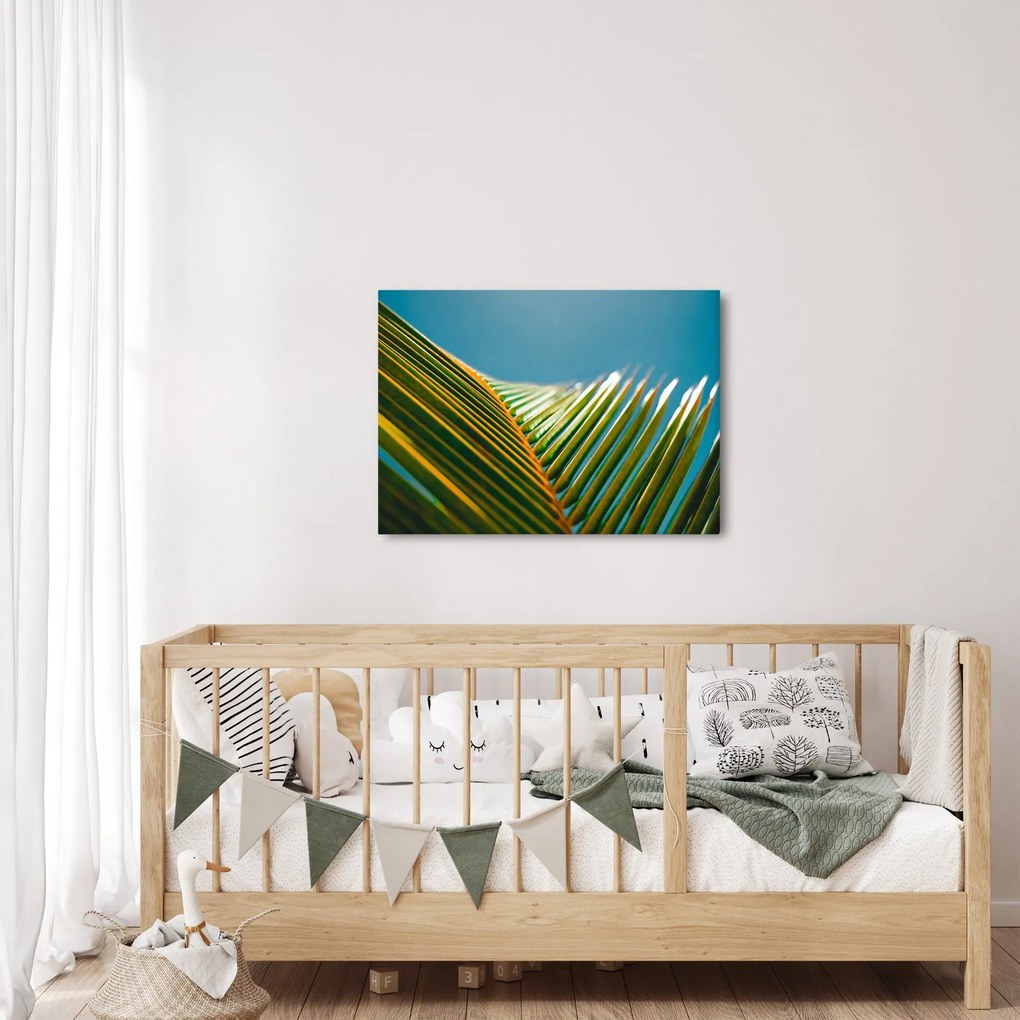 Obraz - Detal liścia palmowego (70x50 cm)