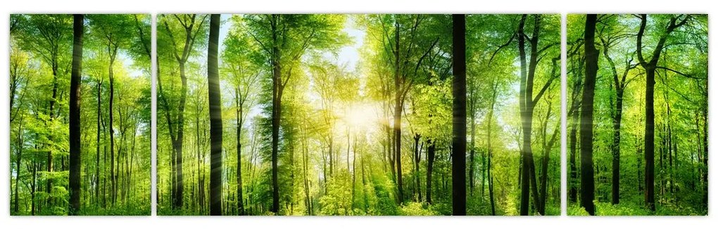 Obraz - Świt w lesie (170x50 cm)