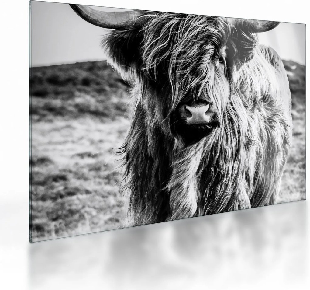 Obraz na szkle - Highland - szkocka krowa (70x50 cm)