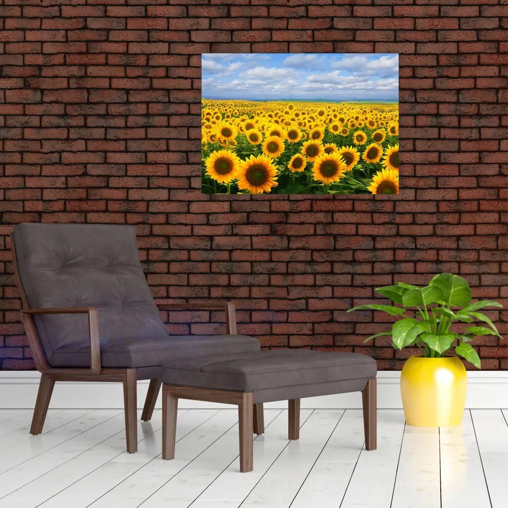 Obraz pola słoneczników (70x50 cm)