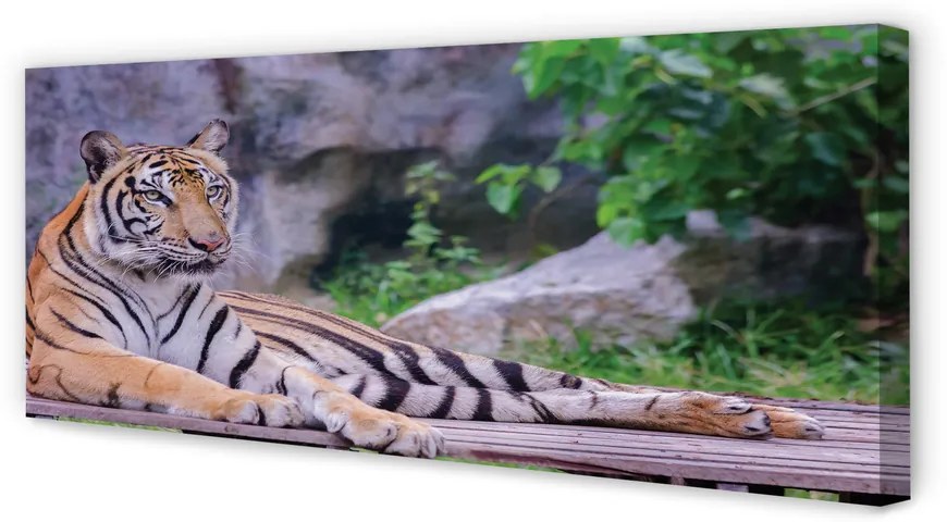 Obraz canvas na ścianę Tygrys w Zoo